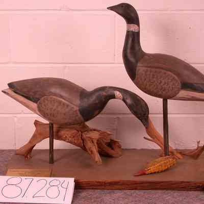 Atlantic Brant Pair