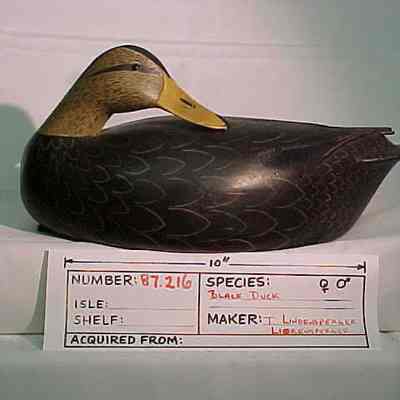 Black Duck