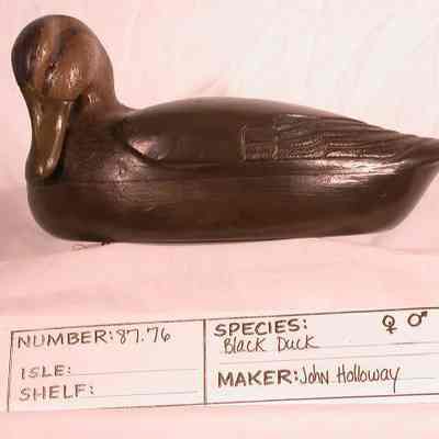 Black Duck