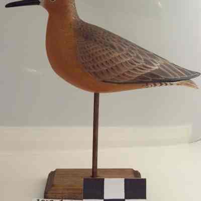 Red Knot