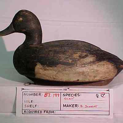 Greater Scaup - Drake