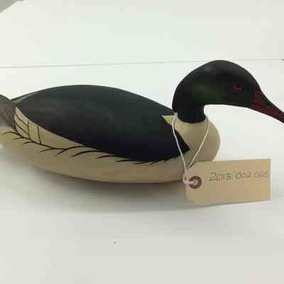 American Merganser