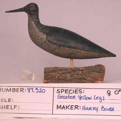 Greater Yellowlegs