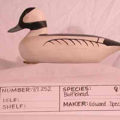 Bufflehead - Drake
