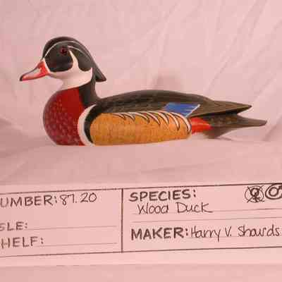 Wood Duck - Drake