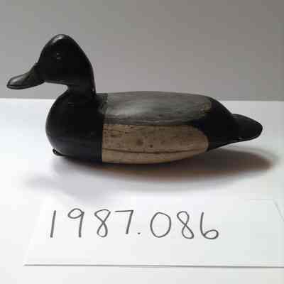 Scaup - Drake