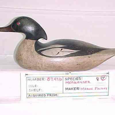 Merganser - Drake