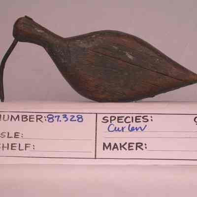 Curlew