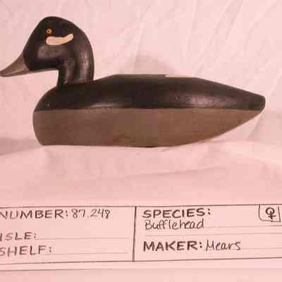 Bufflehead - Hen