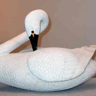 Swan