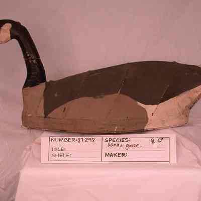 Canada Goose
