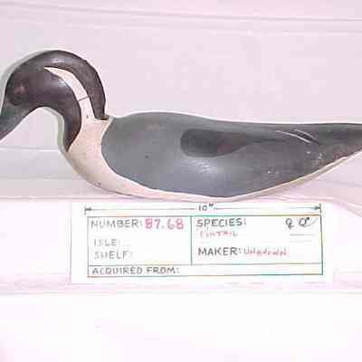 Pintail - Drake
