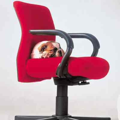 Bulldog Chair