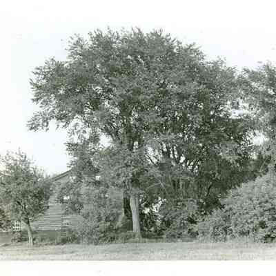 Elm trees at the home of Mrs. Rossiter Grignon