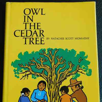 Owl in the Cedar Tree