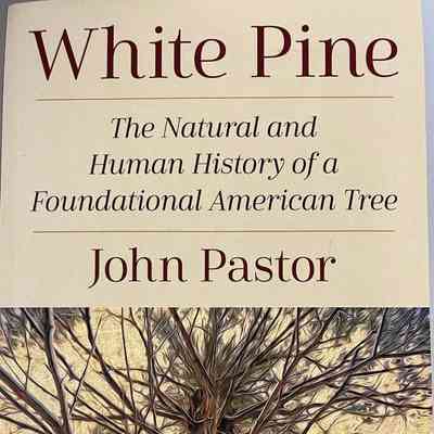 White Pine