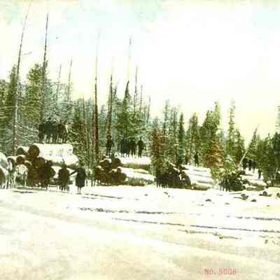 Logging Postcard to Miss Effa Stage
