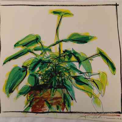 Untitled - 1971 (sketch of plant)
