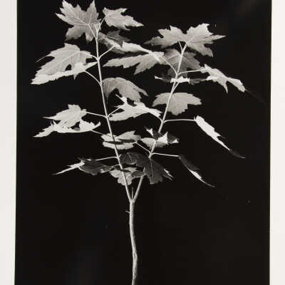 Maple Tree (Studio)