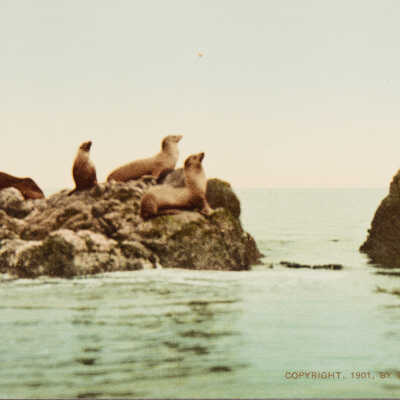 Seal Rocks, 1901