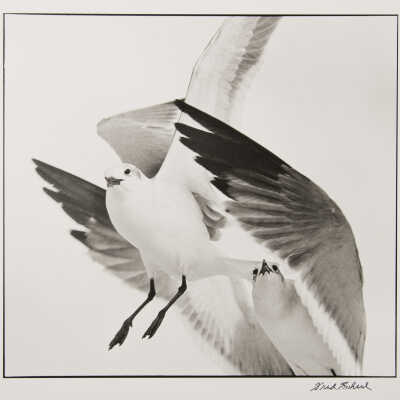 Laughing Gulls #13, Florida