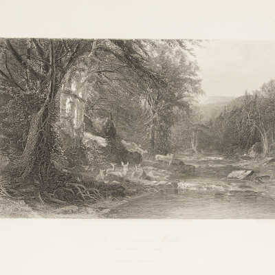 The Adirondack Woods