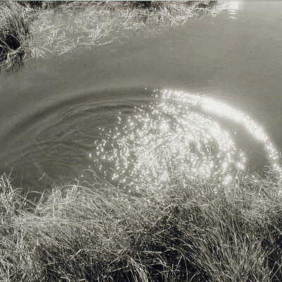 Bog Light