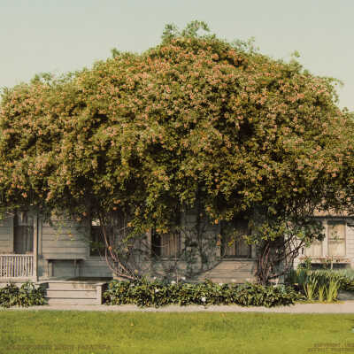 Gold of Ophir Rose, Pasadena