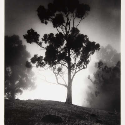 Lone Eucalyptus in Clouds, No. 2, Maui