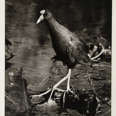 Florida Gallinule