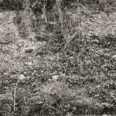 Mexico Vines and Rocks