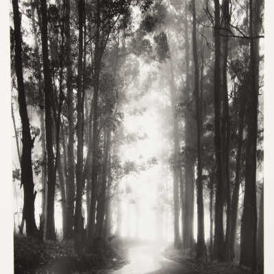 Eucalyptus Grove in Clouds, Mt. Haleakala, Maui