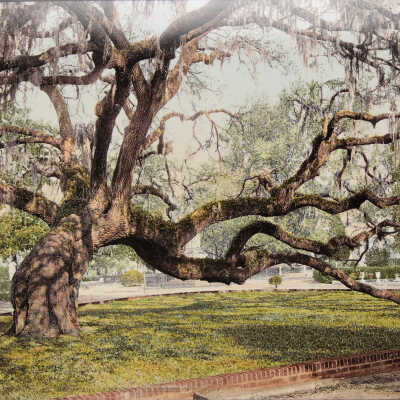 Live Oak in Magnolia Cemetary