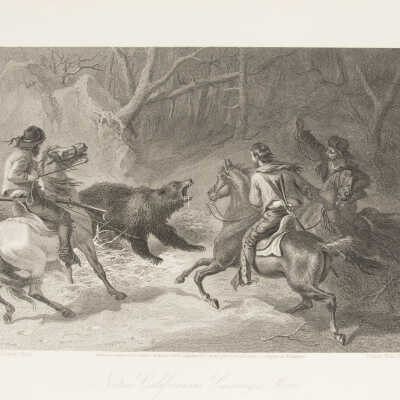 Californians Lassoing a Bear