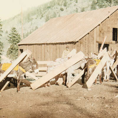 Birth of a Century: Plate 59a Colorado. Burros Loaded with Lumber