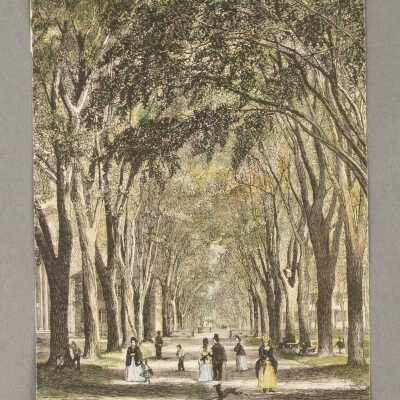 New Haven Elms