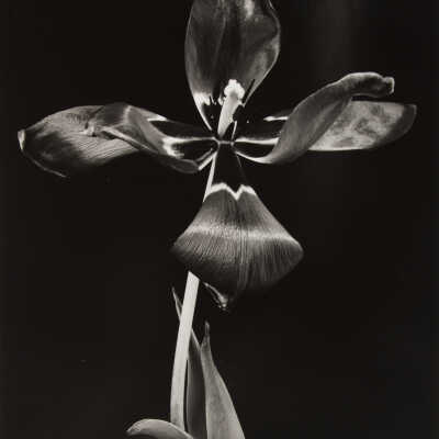 Crimson Tulip Expanding
