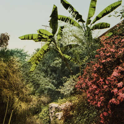 A Tropical Tangle