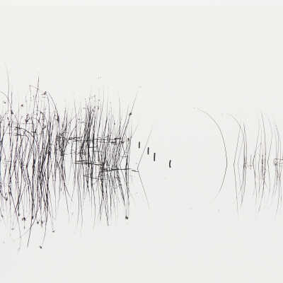 Reeds in Young's River, near Astoria, Oregon