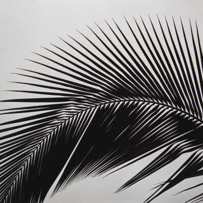 Brett Weston's Yard Near Hilo, Hawaii