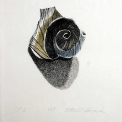 Shell Fragments #3