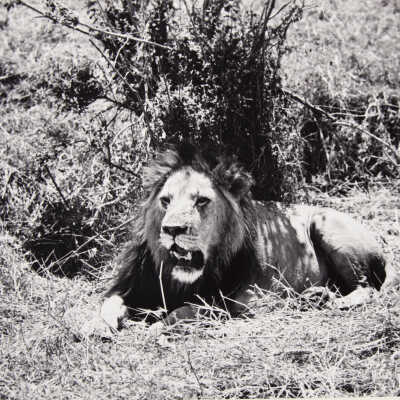 Untitled (lion in the wild)