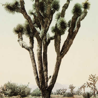 Yucca Cactus at Hesperia, California