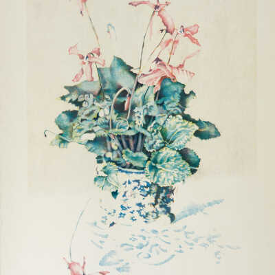 Untitled (Cyclamen)
