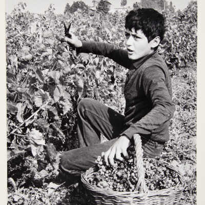 Grape Picking, Provence, France