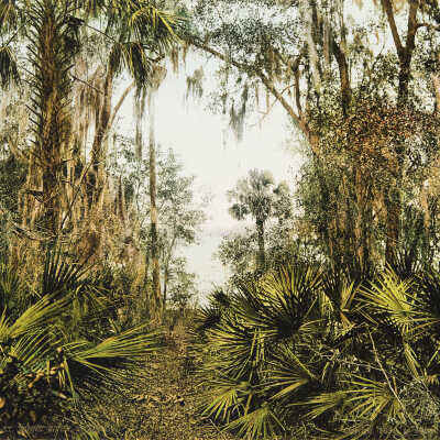 The St. Johns River, Florida, #53236