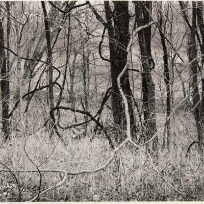 Kentucky Trees and Shoots