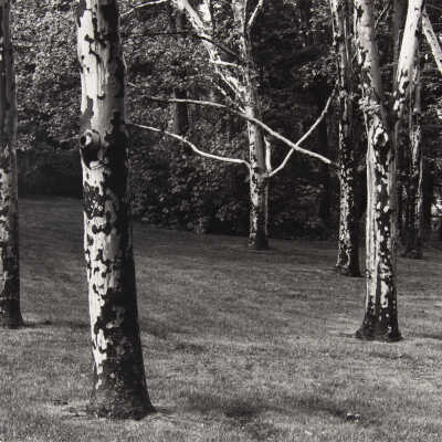 Trees in Park, Ashland, Oregon