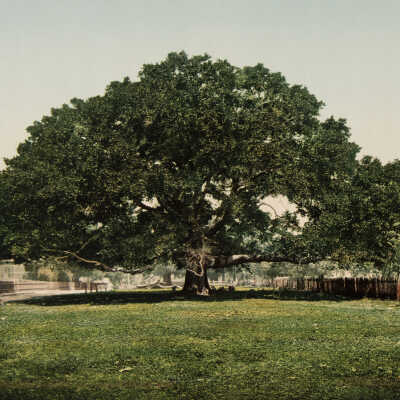 The Mammoth Oak, Pass Christian