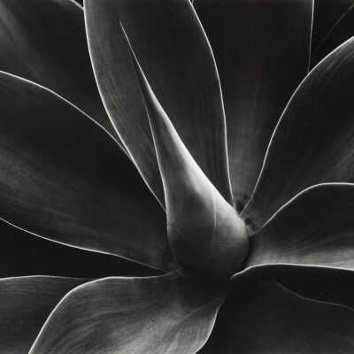 Century Plant, Maui